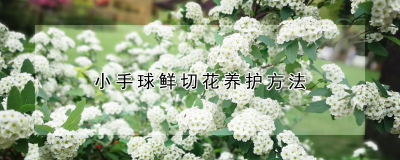 小手球鮮切花養(yǎng)護(hù)方法