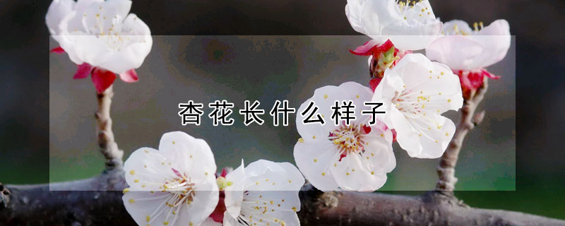 杏花長什么樣子