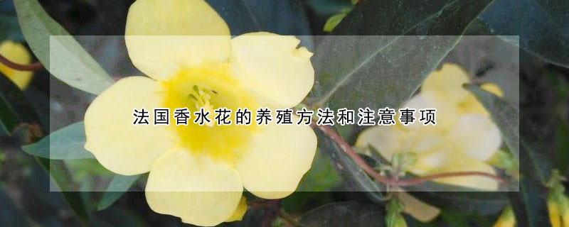 法國(guó)香水花的養(yǎng)殖方法和注意事項(xiàng)