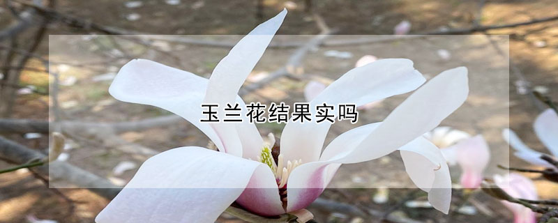 玉蘭花結果實嗎