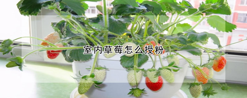 室內草莓怎么授粉