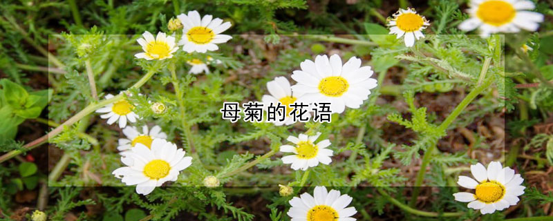 母菊的花語