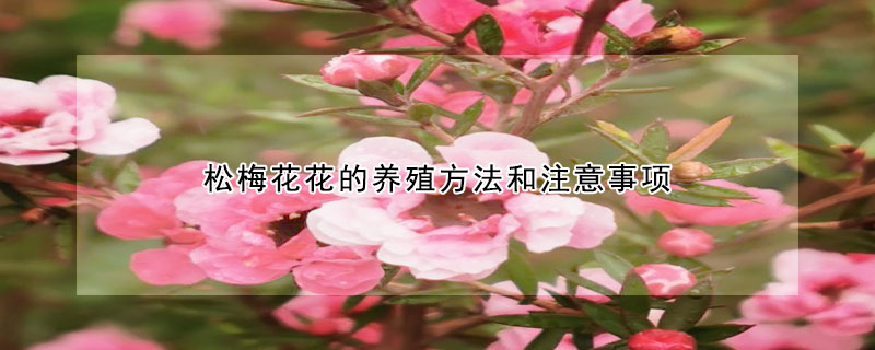 松梅花花的養殖方法和注意事項