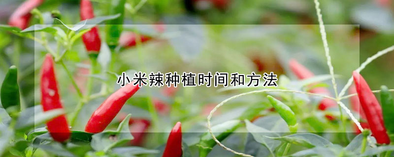 小米辣種植時間和方法