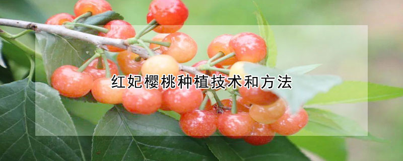 紅妃櫻桃種植技術和方法