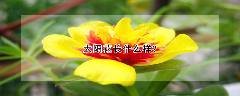 太陽花長什么樣?