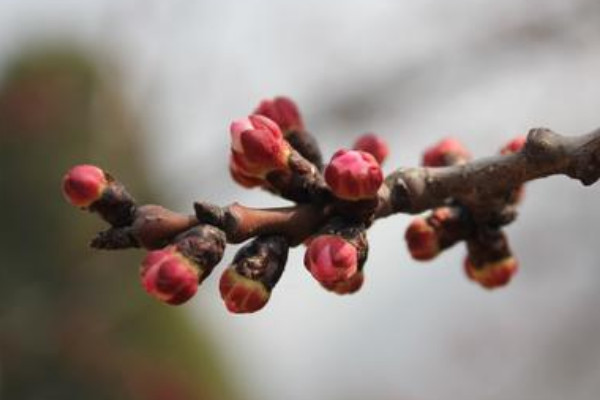 紅杏花是什么樣子的