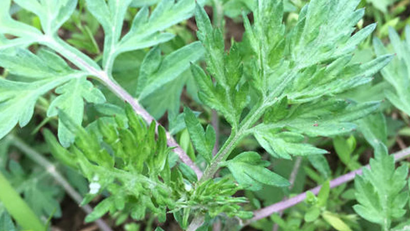 野生艾草長什么樣子