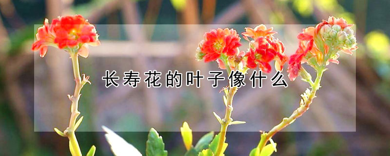 長壽花的葉子像什么