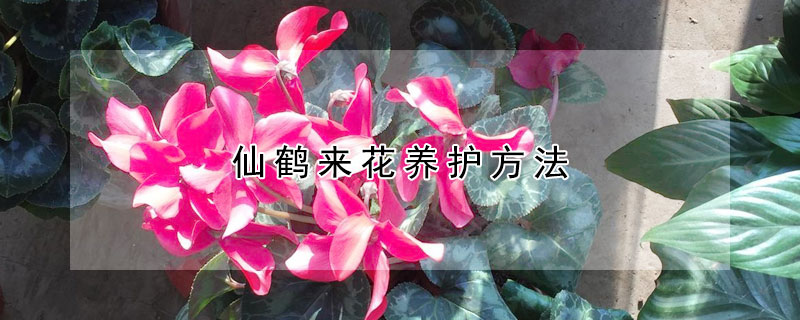 仙鶴來花養(yǎng)護(hù)方法