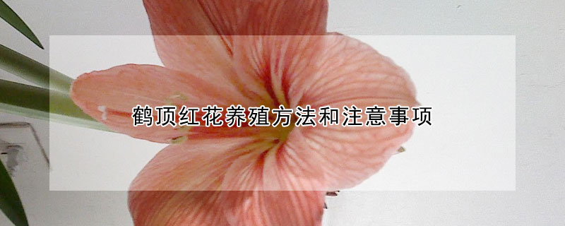 鶴頂紅花養(yǎng)殖方法和注意事項(xiàng)