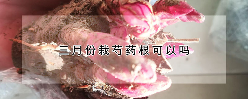 三月份栽芍藥根可以嗎