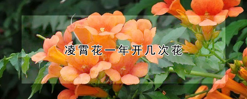 凌霄花一年開幾次花