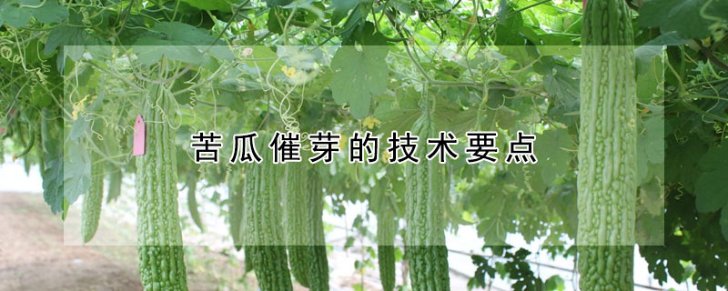 苦瓜催芽的技術(shù)要點(diǎn)