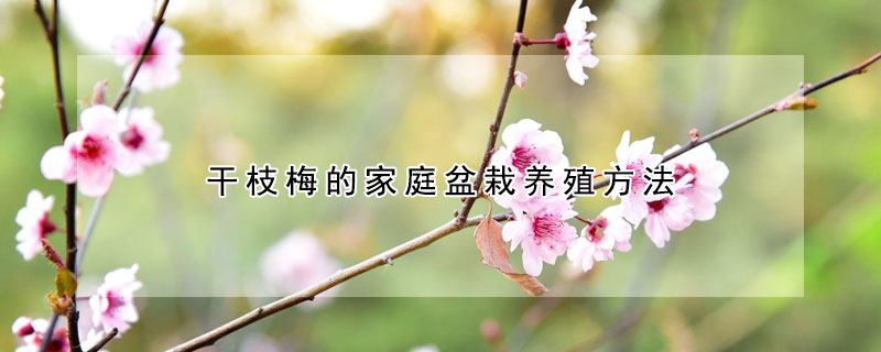 干枝梅的家庭盆栽養(yǎng)殖方法