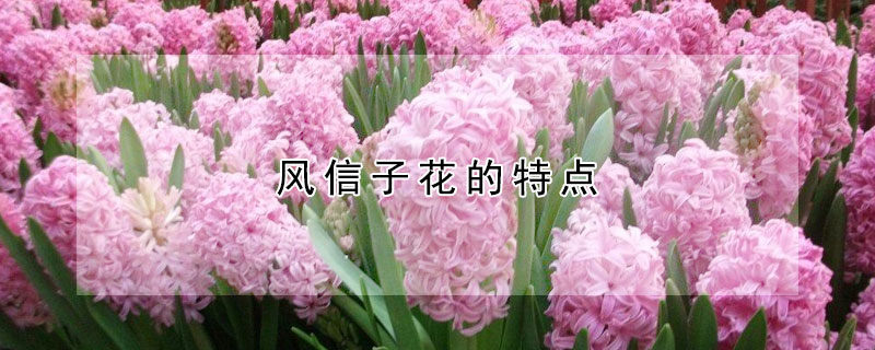 風信子花的特點