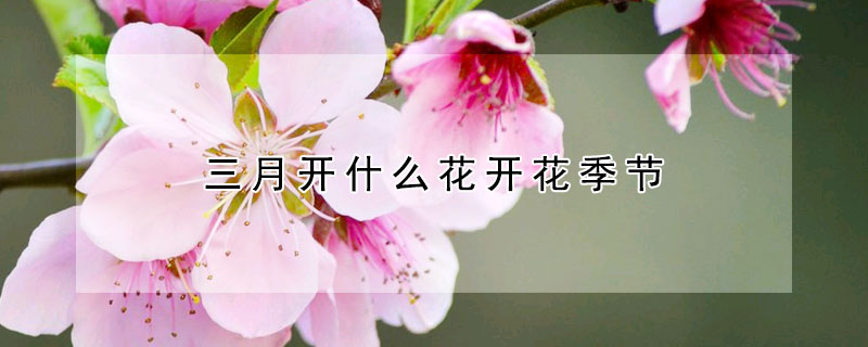 三月開什么花開花季節