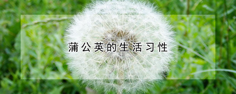 蒲公英的生活習性