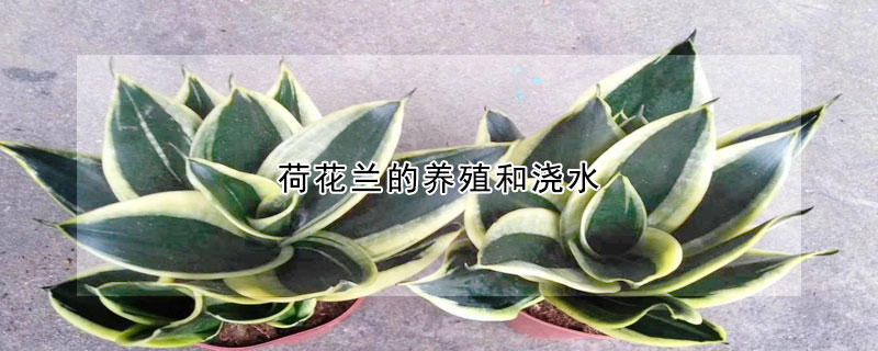 荷花蘭的養(yǎng)殖和澆水