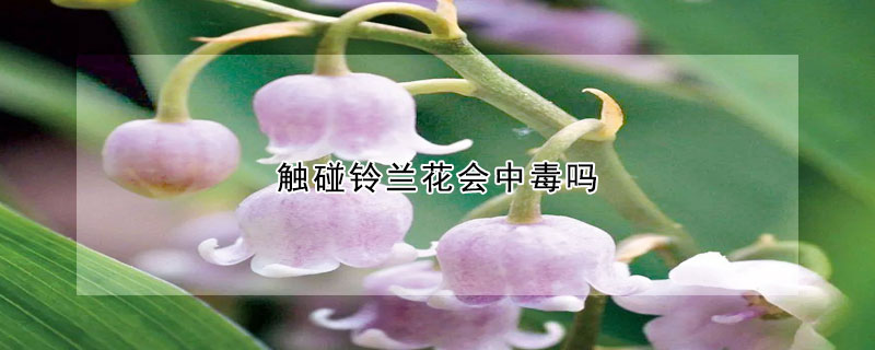 觸碰鈴蘭花會中毒嗎