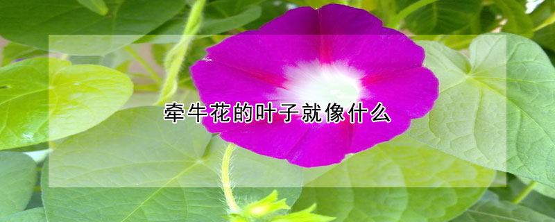 牽牛花的葉子像什么