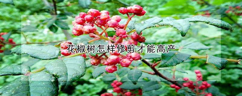 花椒樹怎樣修剪才能高產(chǎn)