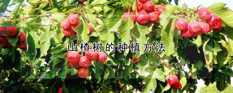 山楂樹的種植方法