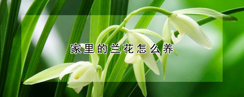 家里的蘭花怎么養(yǎng)