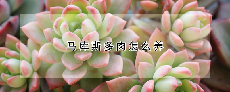 馬庫斯多肉怎么養(yǎng)