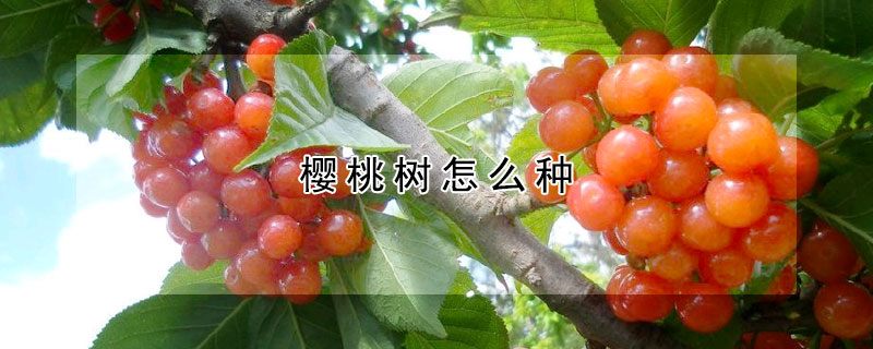 櫻桃樹怎么種