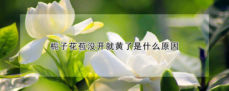 梔子花苞沒開就黃了是什么原因