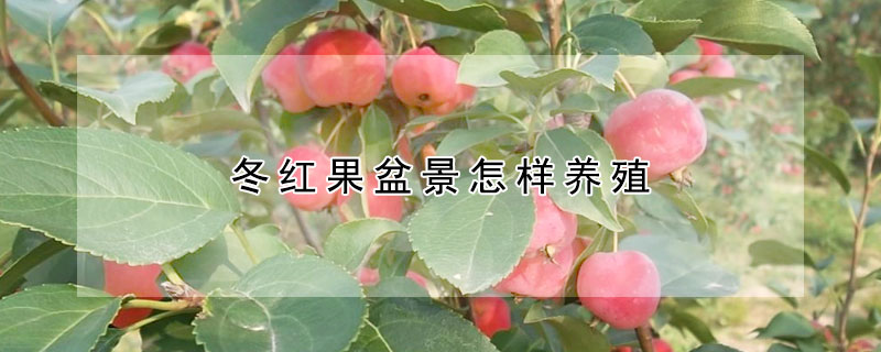 冬紅果盆景怎樣養(yǎng)殖