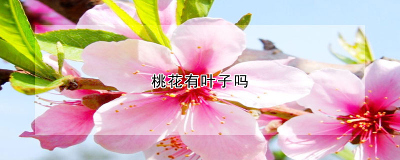 桃花有葉子嗎