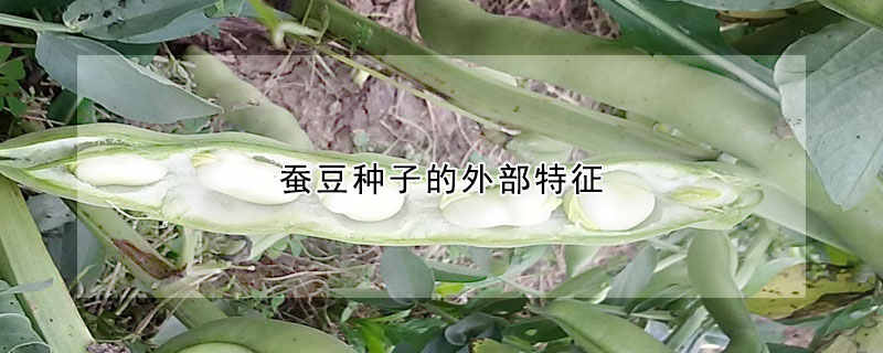 蠶豆種子的外部特征