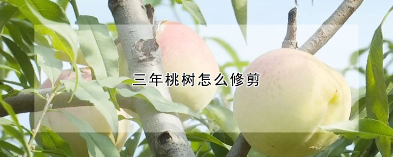 三年桃樹(shù)怎么修剪