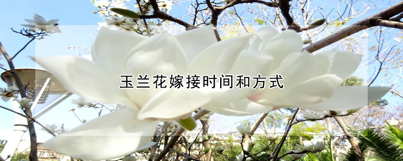 玉蘭花嫁接時(shí)間和方式