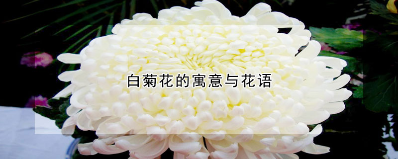 白菊花的寓意與花語