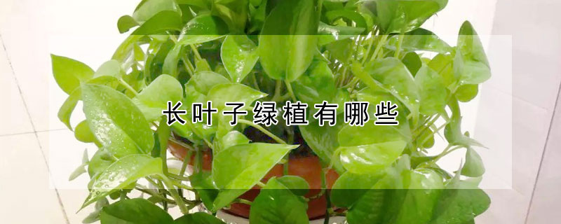 長葉子綠植有哪些