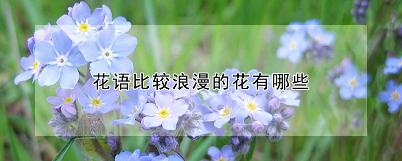 花語比較浪漫的花有哪些