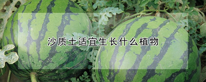 沙質(zhì)土適宜生長(zhǎng)什么植物