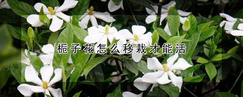 梔子花怎么移栽才能活