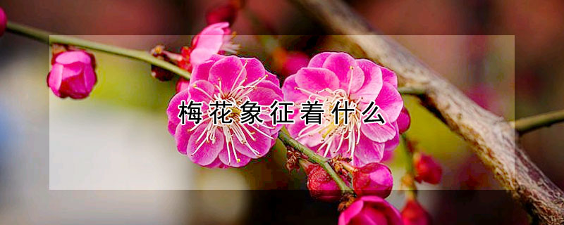 梅花象征著什么