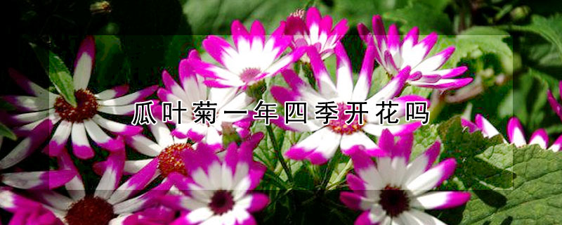 瓜葉菊一年四季開(kāi)花嗎