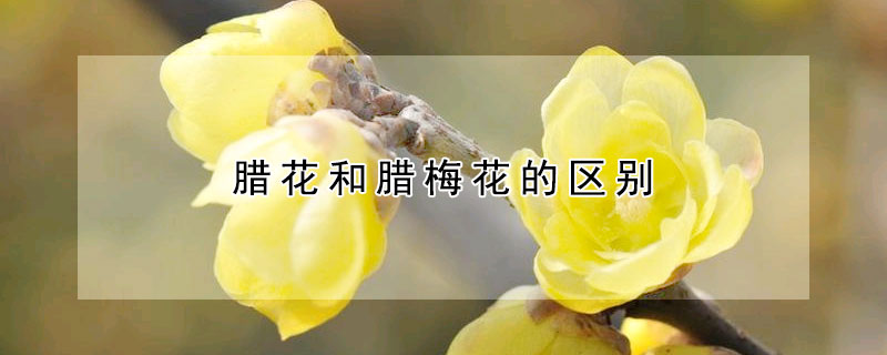 臘花和臘梅花的區(qū)別