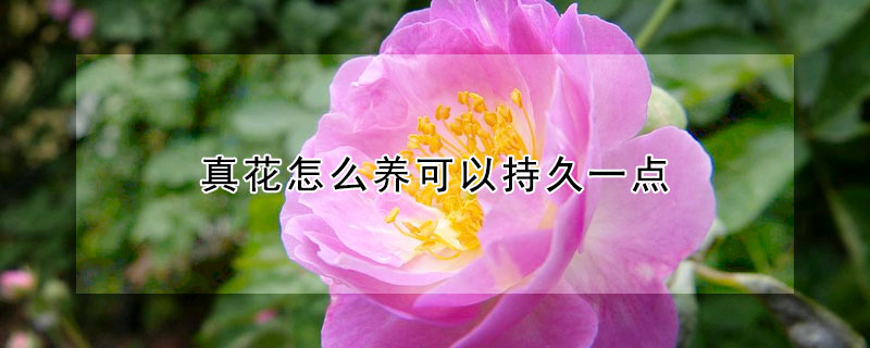 真花怎么養(yǎng)可以持久一點(diǎn)