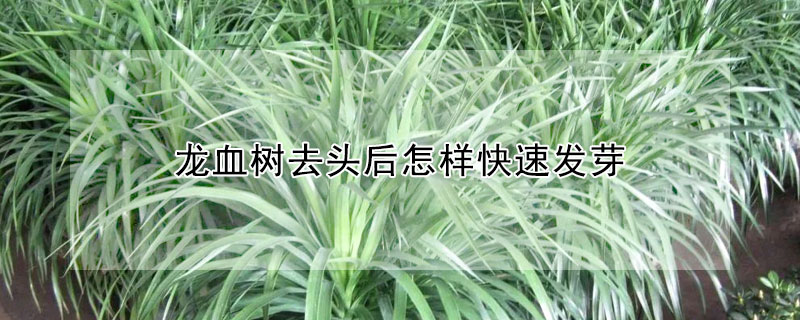 龍血樹去頭后怎樣快速發(fā)芽