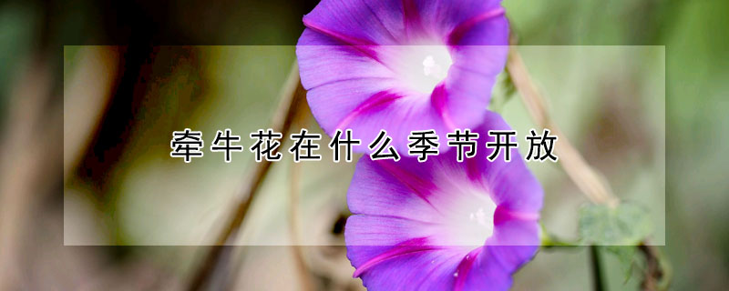 牽牛花在什么季節(jié)開(kāi)放