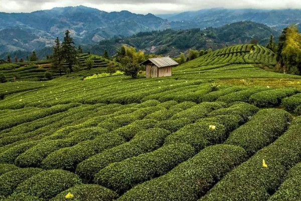 廬山云霧是綠茶嗎，廬山云霧是啥茶