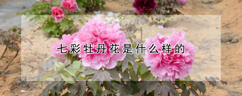 七彩牡丹花是什么樣的