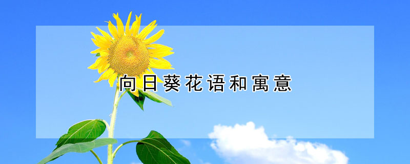 向日葵花語(yǔ)和寓意